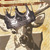 King Bucks